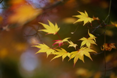 富弘美術館・紅葉♪９