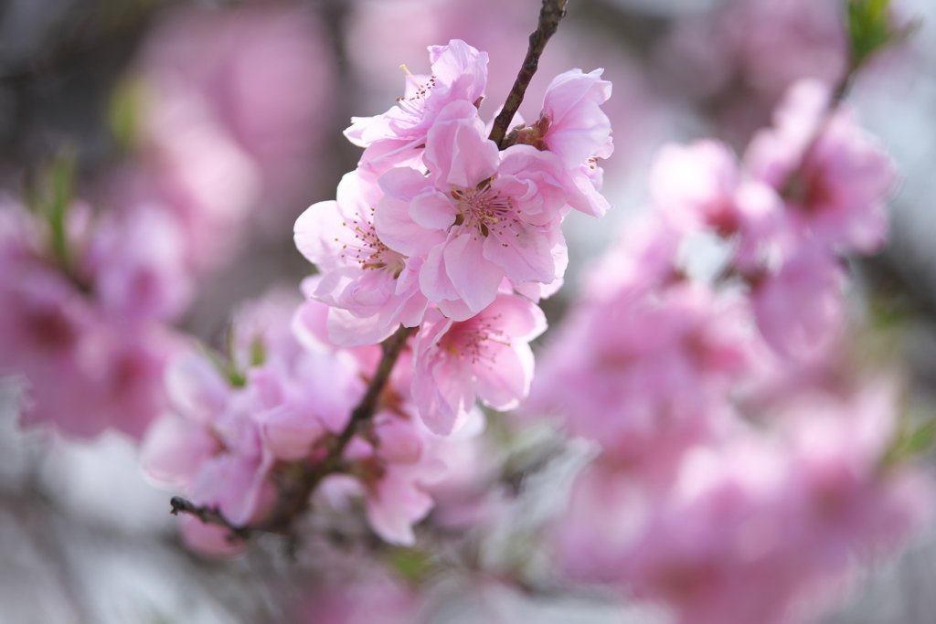 桃の花♪2