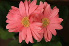 希望♪4