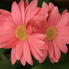 希望♪4