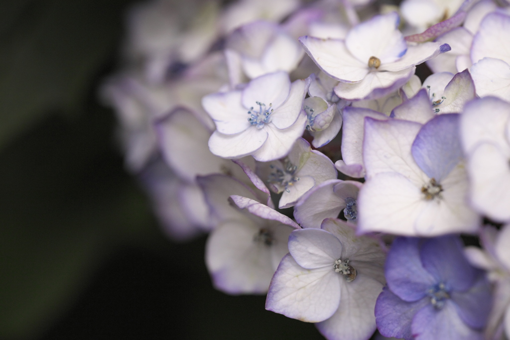 紫陽花の頃♪1