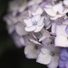 紫陽花の頃♪1
