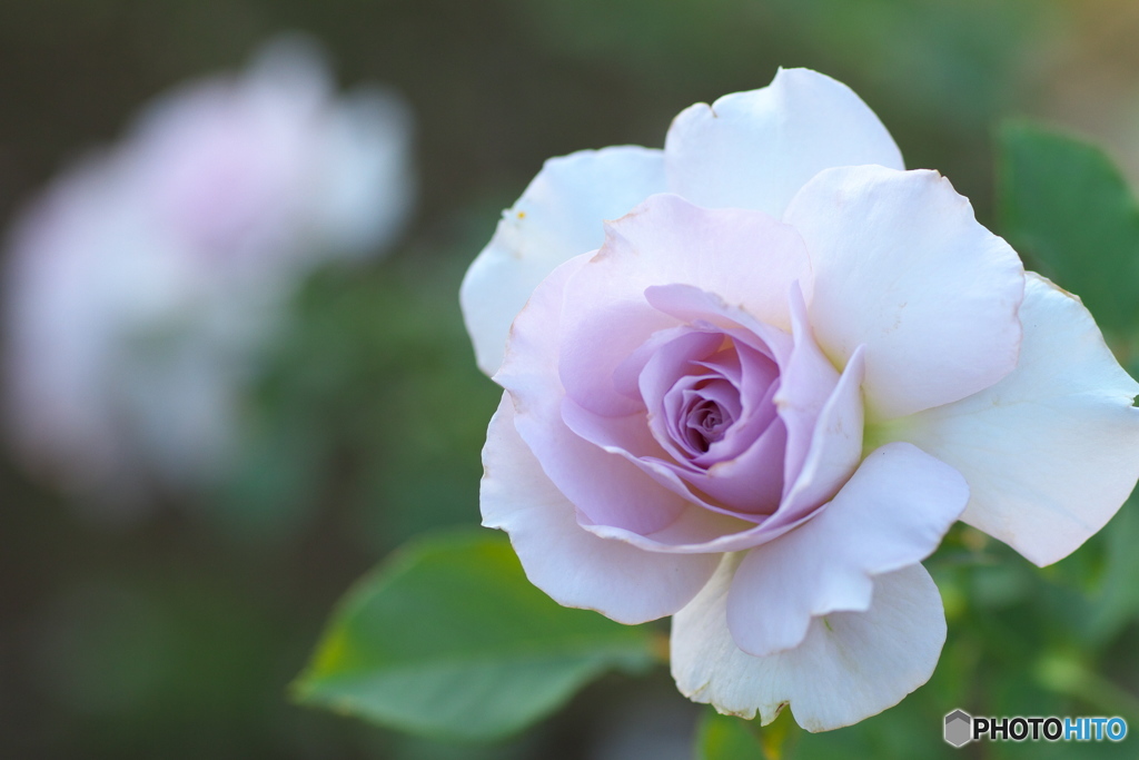 秋の薔薇Ⅳ
