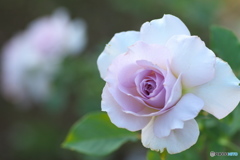 秋の薔薇Ⅳ