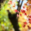 旧秋元邸・また逢う日まで♪2