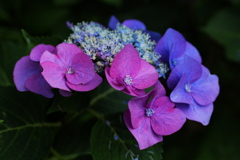 太平山の紫陽花♪11
