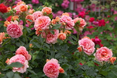 想い出の薔薇♪8