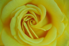 井頭公園の薔薇♪8