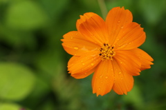 庭の花♪黄花コスモス