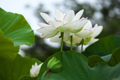 古代蓮の里だより♪1
