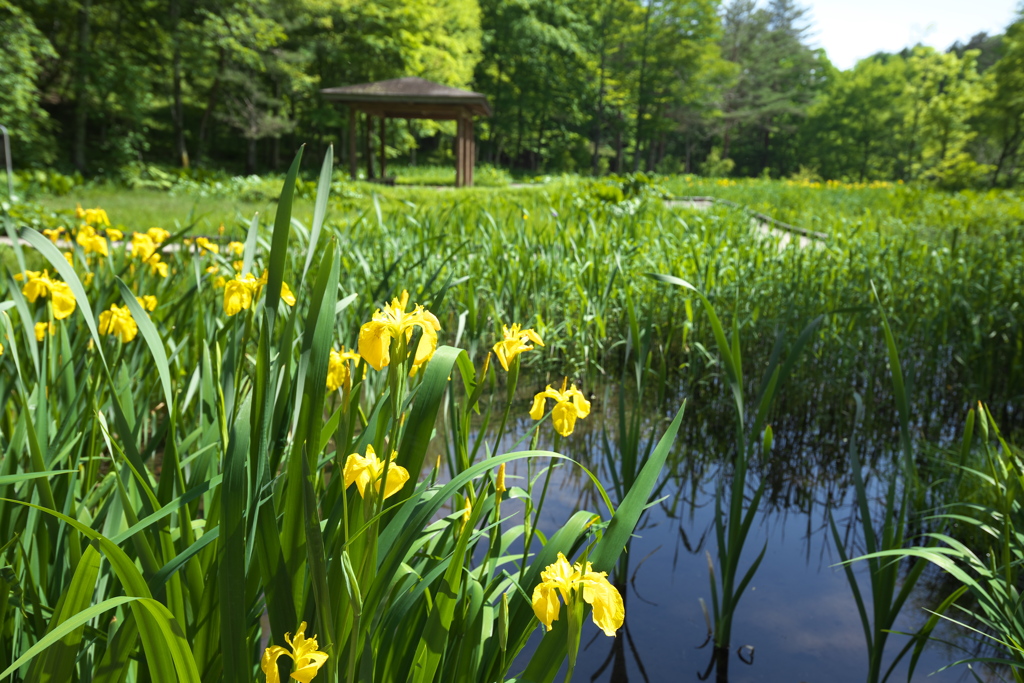 初夏の水生植物園♪1