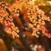 紅葉・富弘美術館♪4