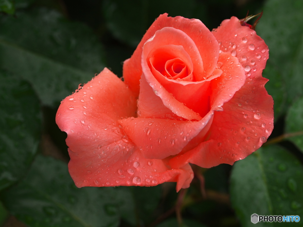 井頭公園の薔薇♪14