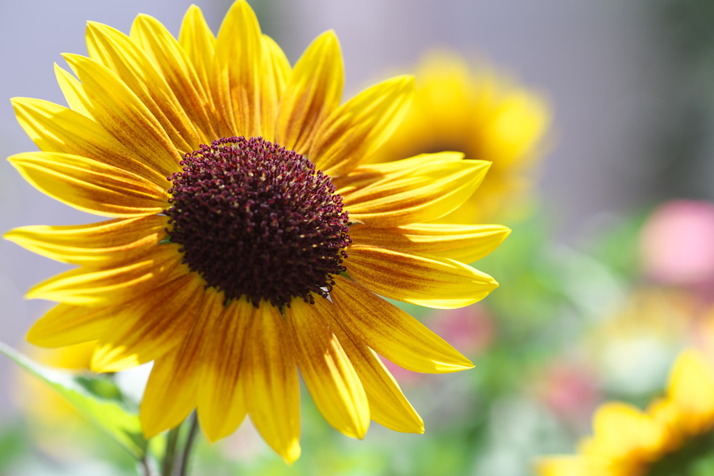 フラワーパークの夏♪9