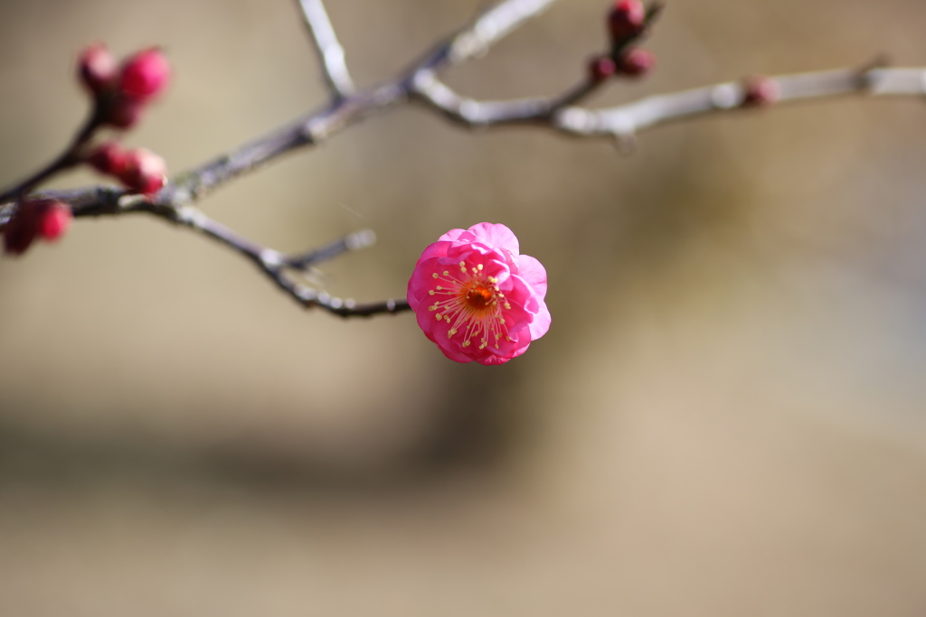 寒風吹き付ける公園にて♪２