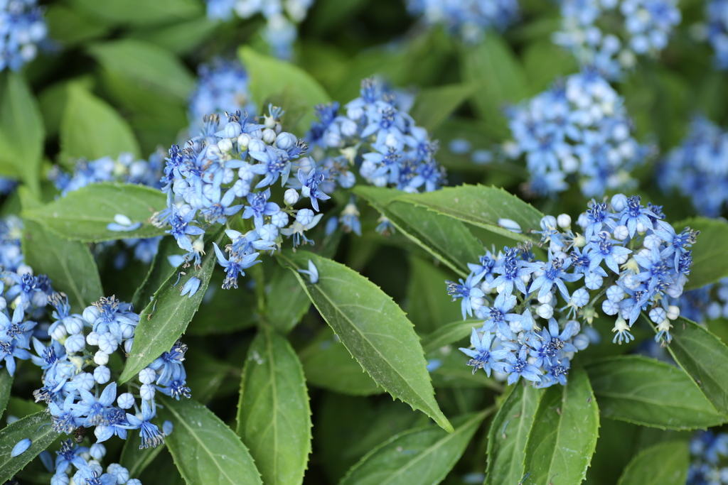 フラワーパークの夏♪12