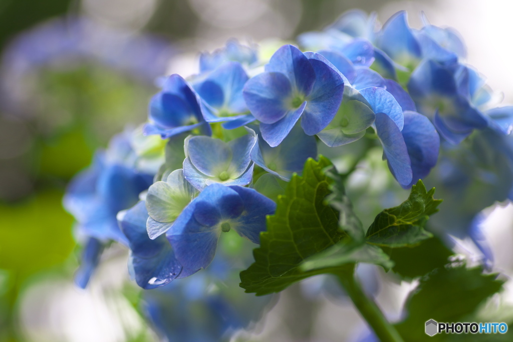 礒山神社の紫陽花♪15