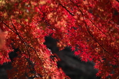 古峰神社の紅葉♪1