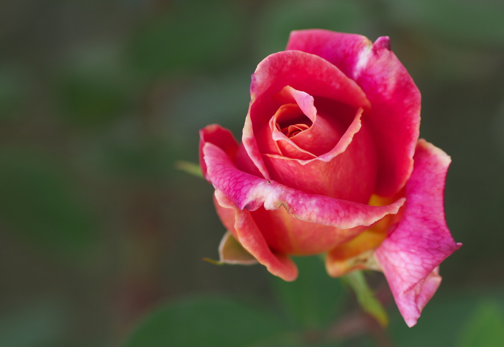 薔薇のささやき♪