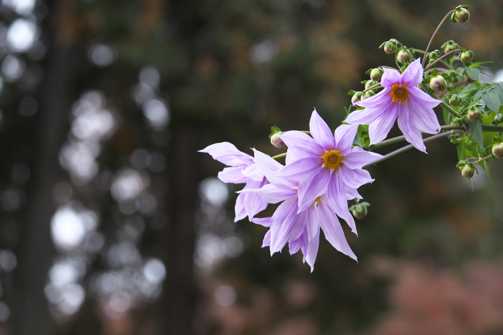紅葉の頃・太平山♪14