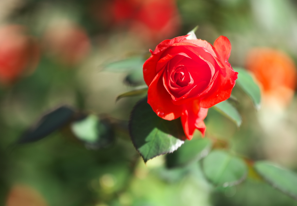 秋の薔薇・敷島公園♪6