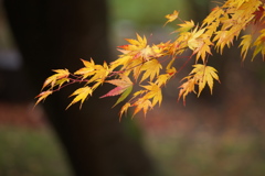 水辺の紅葉♪12