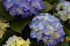 紫陽花♪7
