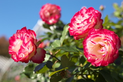 真冬の薔薇♪2