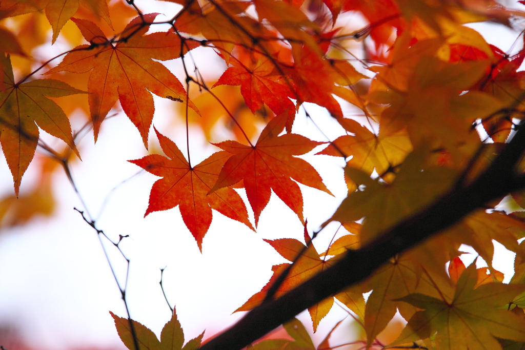紅葉の頃・太平山♪13