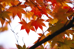 紅葉の頃・太平山♪13