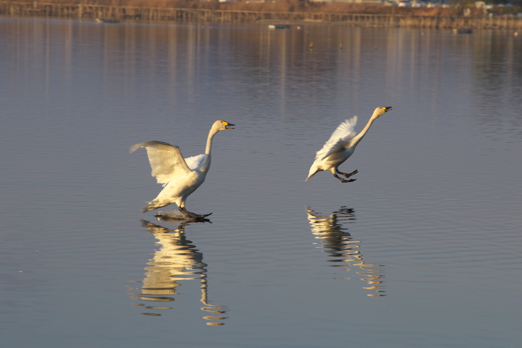 多々良沼の白鳥さん♪2
