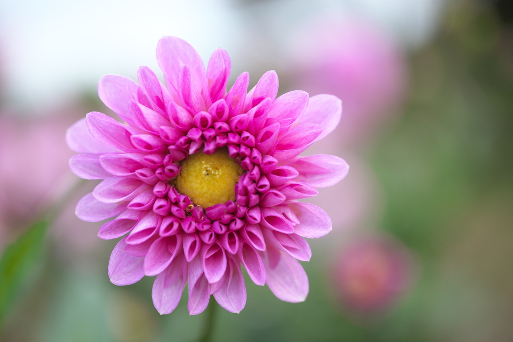 ダリアの夢♪７