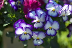 初春のフラワーパーク♪5