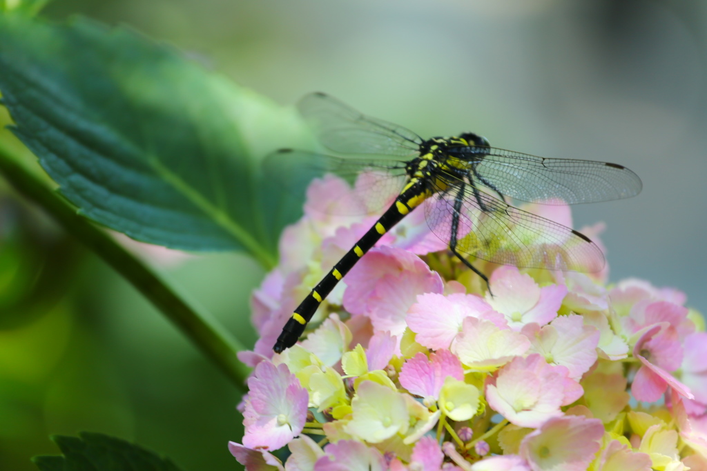 太平山の紫陽花♪7