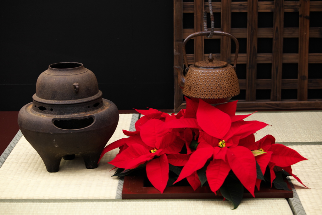 ポインセチアの季節♪4
