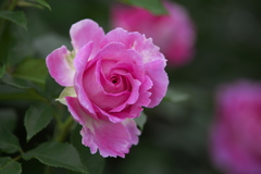 想い出の薔薇♪1