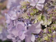 紫陽花の頃♪４