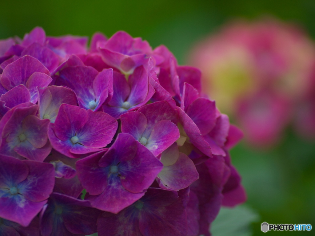 権現堂堤の紫陽花♪８