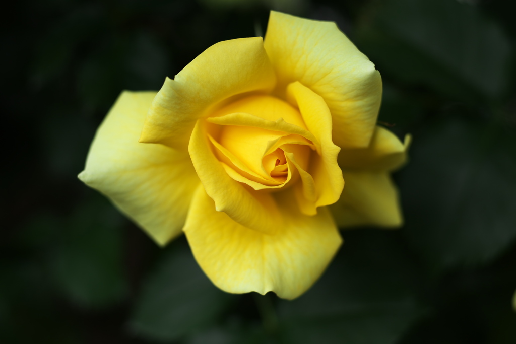 思い出の薔薇♪5