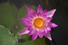 水の妖精Ⅱ♪9