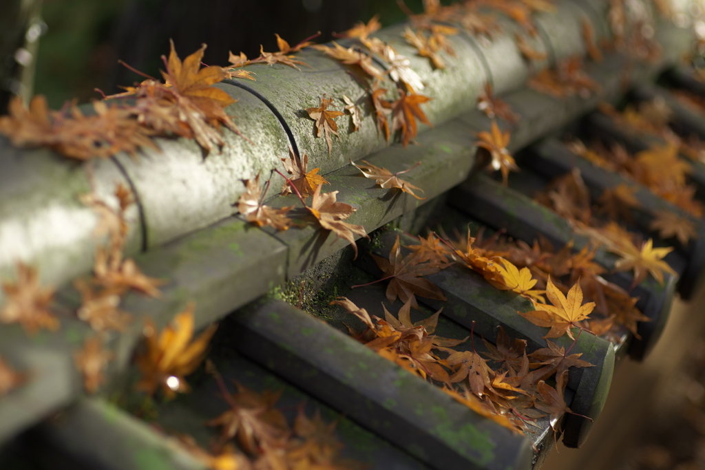 崇禅寺・紅葉の頃♪6
