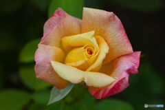 フラワーパークにて♪