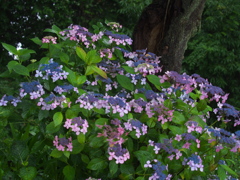 太平山の紫陽花♪2