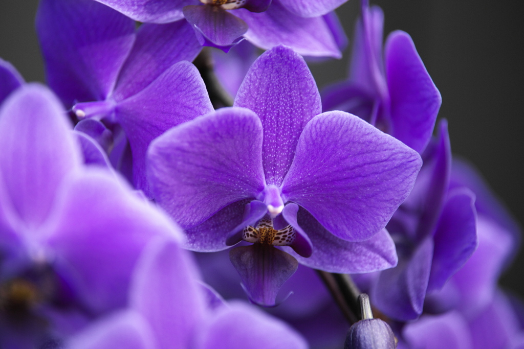 洋ラン美術館♪1