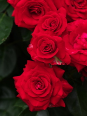 薔薇の微笑み♪8