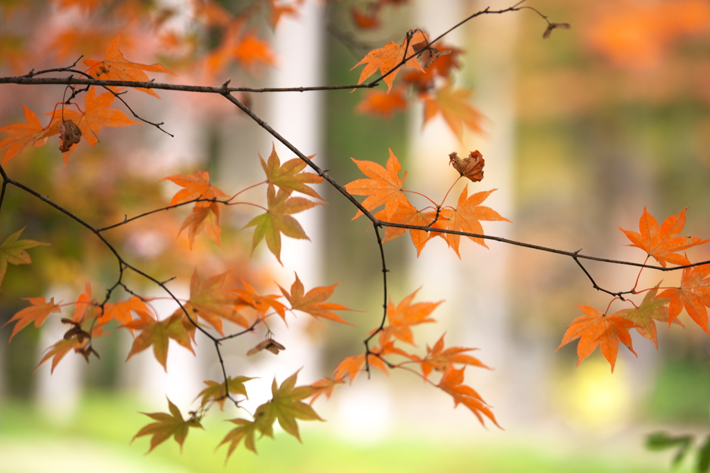 紅葉・古峯園♪5