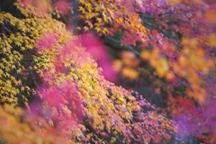 さよなら紅葉♪３