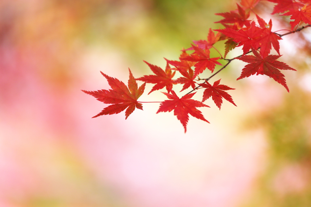 富弘美術館・紅葉♪17