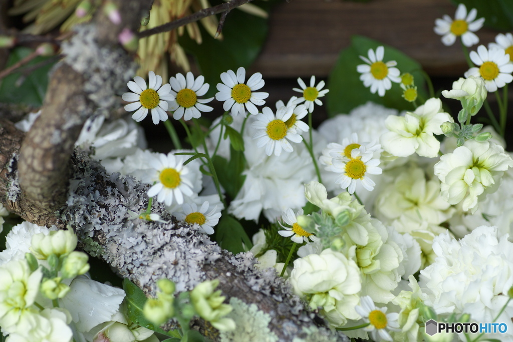 微笑みの花たち♪19