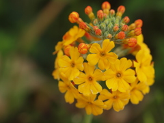 初夏のフラワーパーク♪5 初夏のフラワーパーク♪5